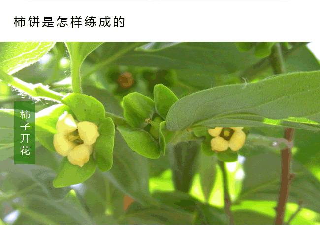 富平霜降柿饼网络营销