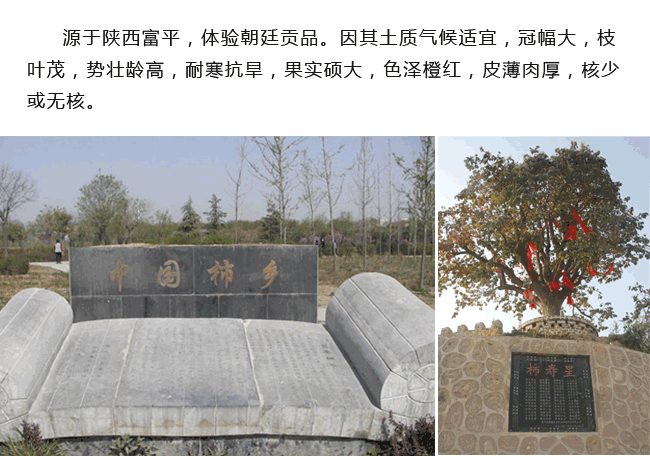 富平霜降柿饼网络营销