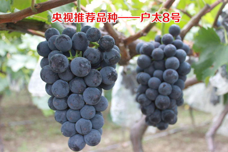 户太八号葡萄淘宝众筹