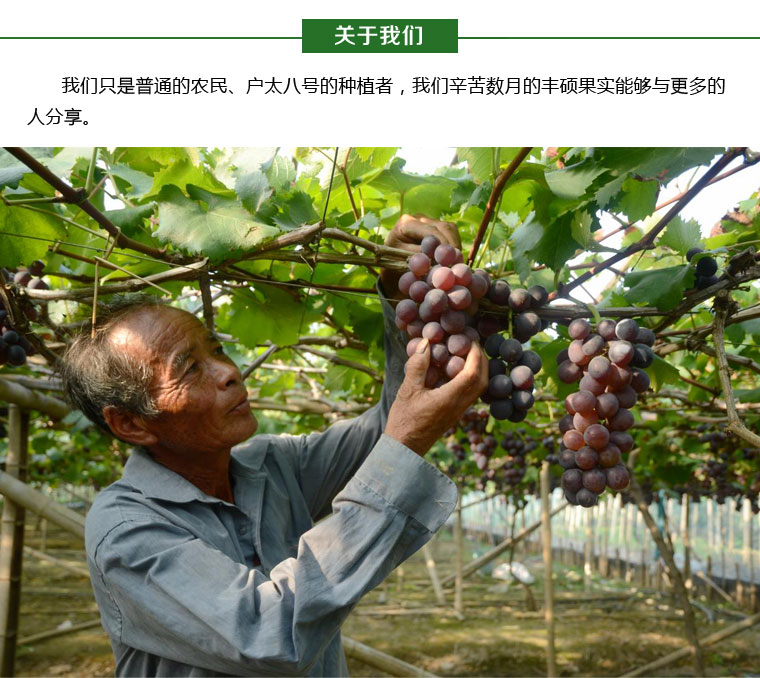 户太八号葡萄淘宝众筹