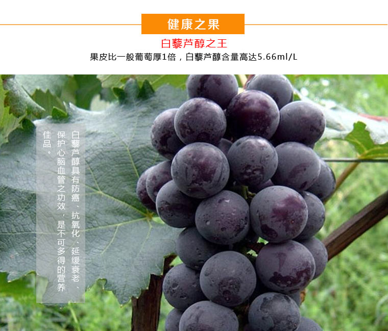 户太八号葡萄淘宝众筹