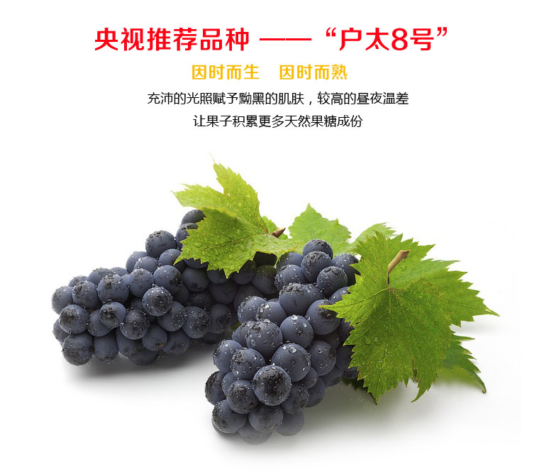 户太八号葡萄淘宝众筹