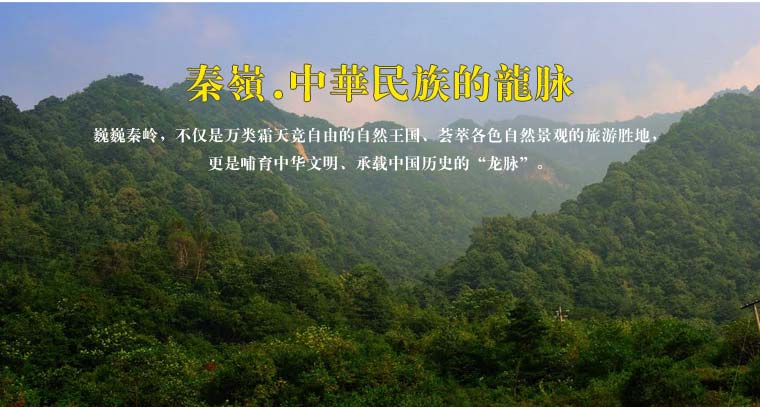 秦岭天然蜂蜜网络营销